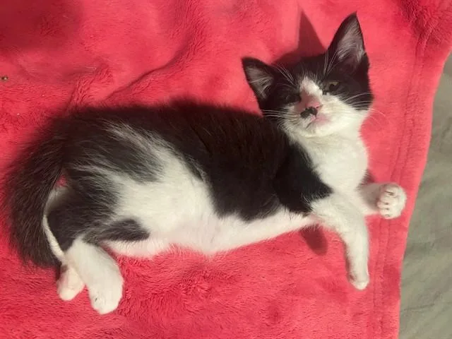 A baby small-sized male Domestic Short Hair cat named Moo for adoption in Tustin, CA