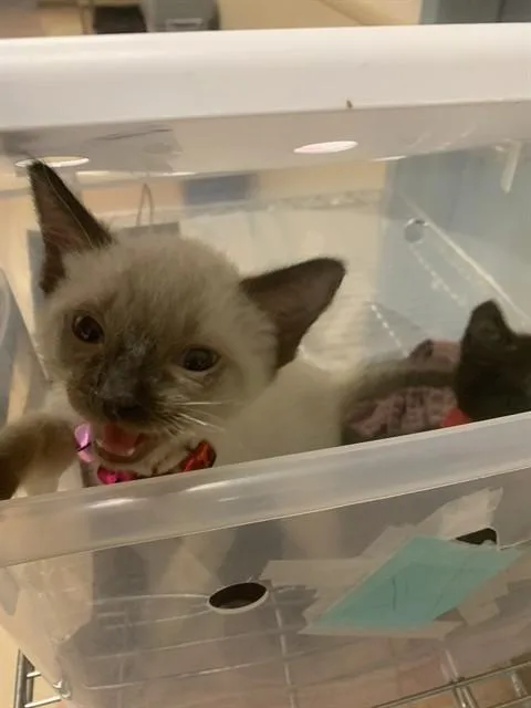 A baby medium-sized male Domestic Short Hair cat named Sparky for adoption in San Jose, CA