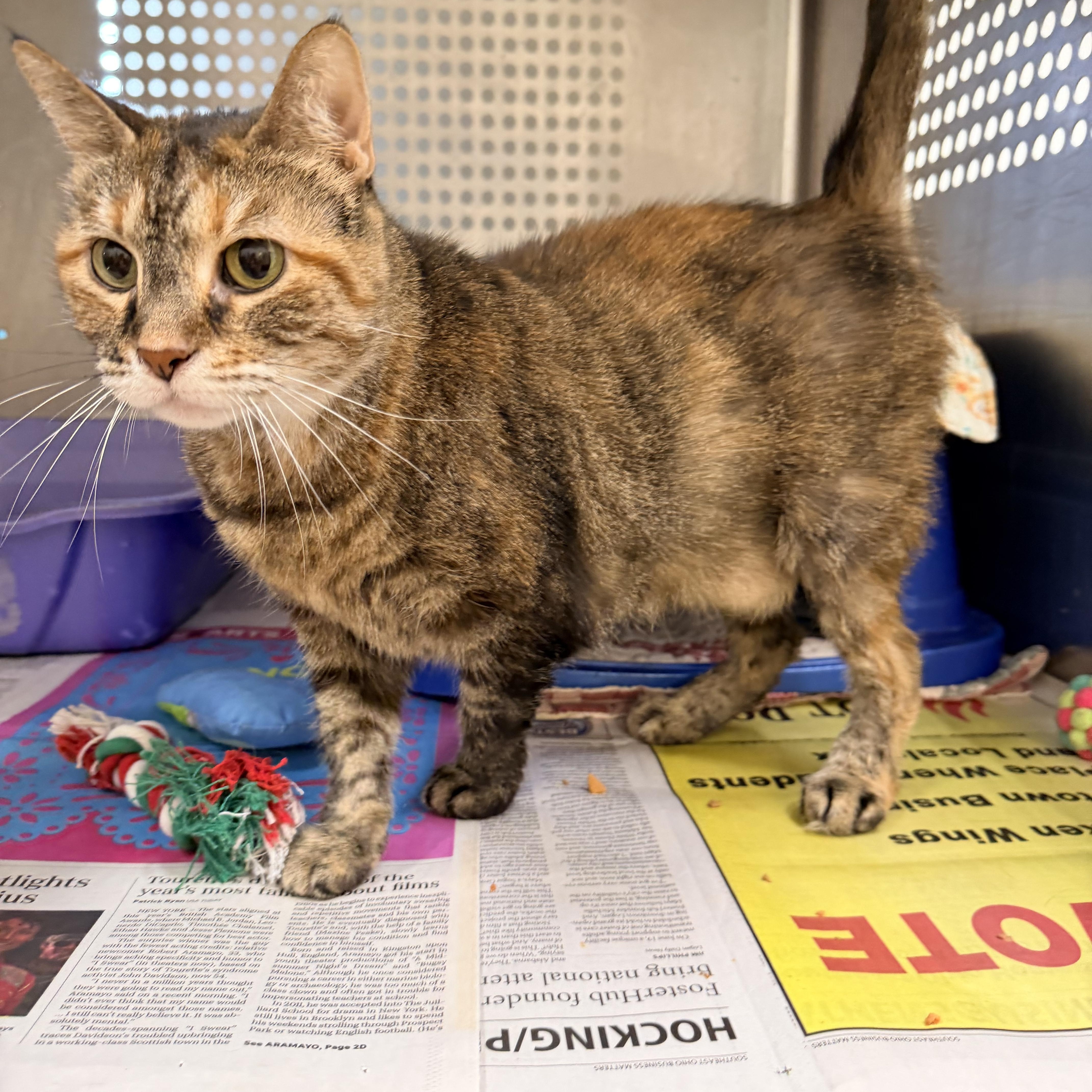 An adult medium-sized female Domestic Short Hair cat named Lovey for adoption in Logan, OH