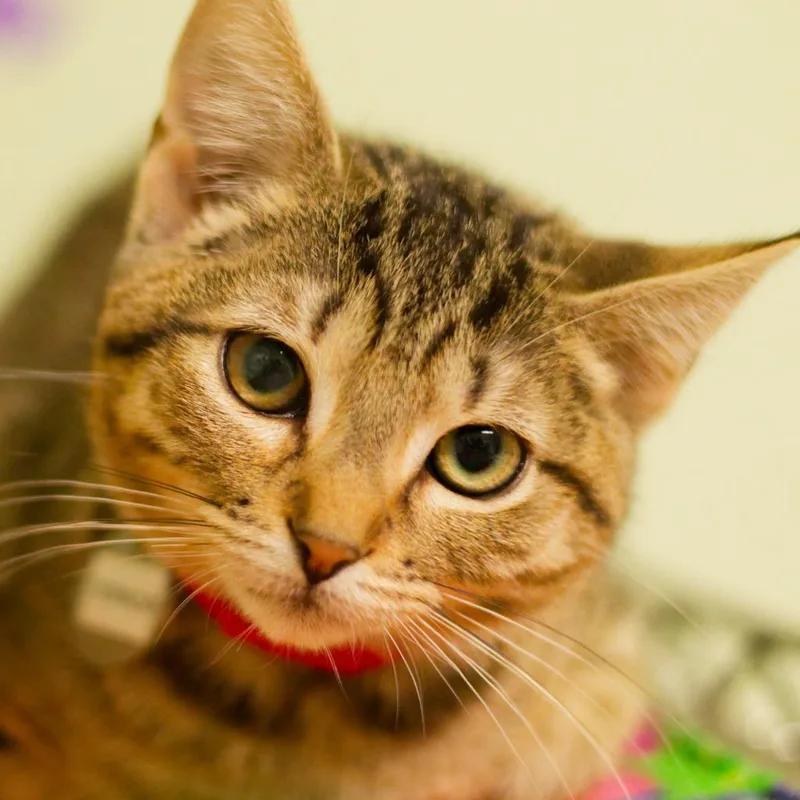 A baby medium-sized female Domestic Short Hair cat named Terror for adoption in Hot Springs, AR