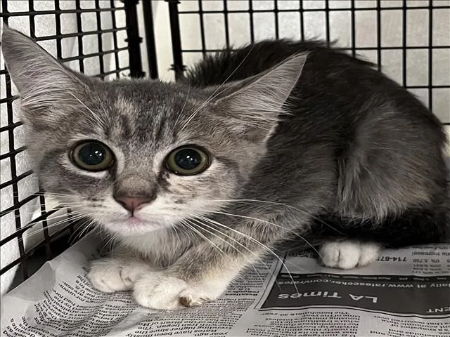 A baby small-sized female Domestic Short Hair cat named Tails for adoption in Los Angeles, CA