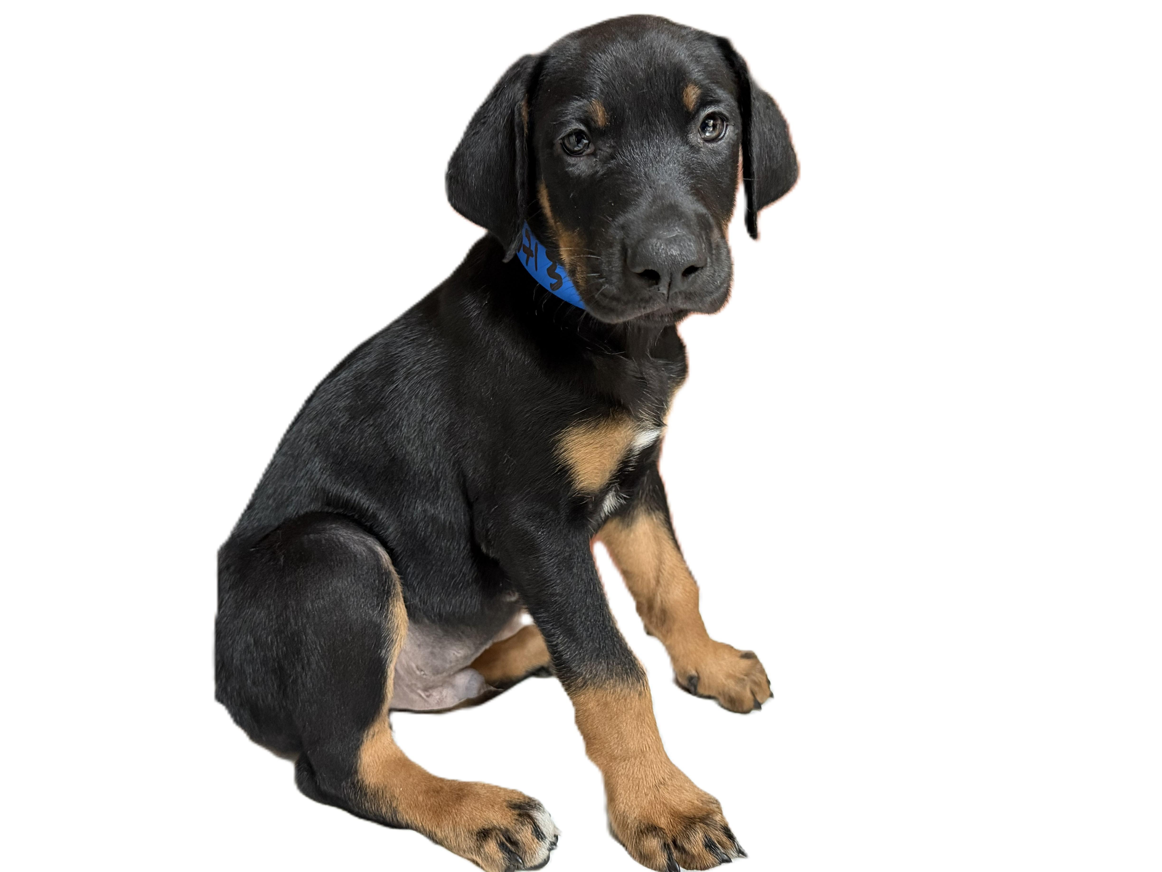 A baby medium-sized male Doberman Pinscher dog named Tommy for adoption in Los Angeles, CA