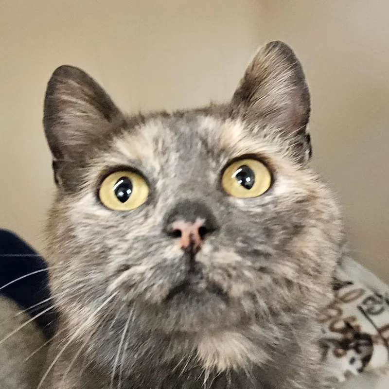 Juliette thumbnail 2