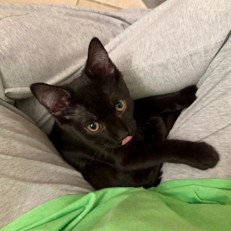 A baby medium-sized female Black Domestic Short Hair cat named Mystic for adoption in Beltsville, MD