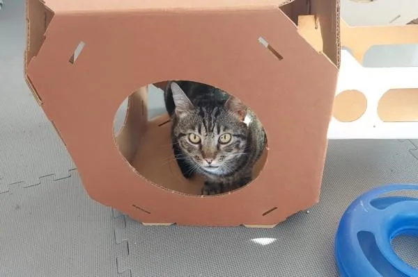 A young medium-sized male Domestic Short Hair cat named Miles for adoption in San Diego, CA