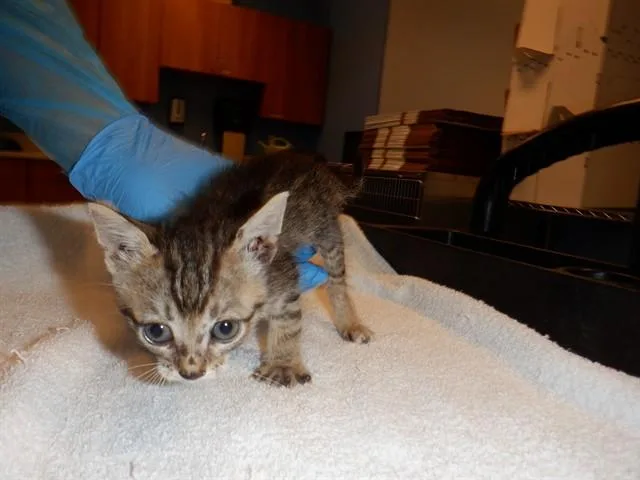 A baby small-sized male Domestic Short Hair cat named Lalo for adoption in San Jose, CA