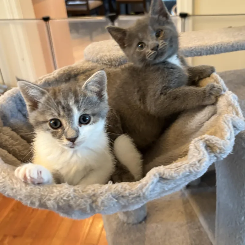 A baby medium-sized female Domestic Short Hair cat named Pixie for adoption in Lemoyne, PA