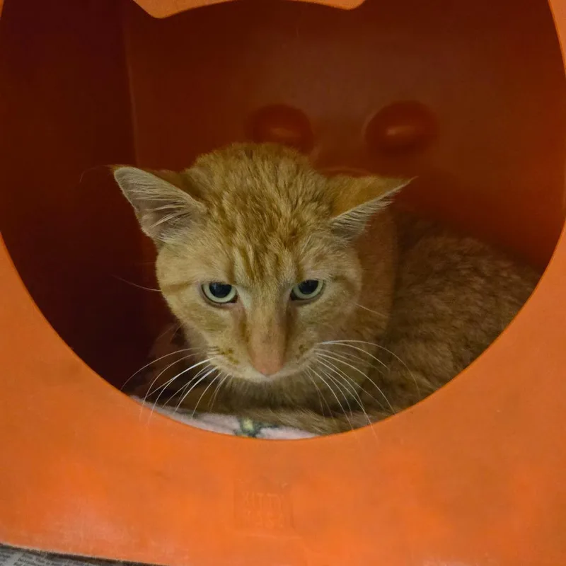 An adult medium-sized male Orange / Red Domestic Short Hair cat named Patrick for adoption in Waukesha, WI