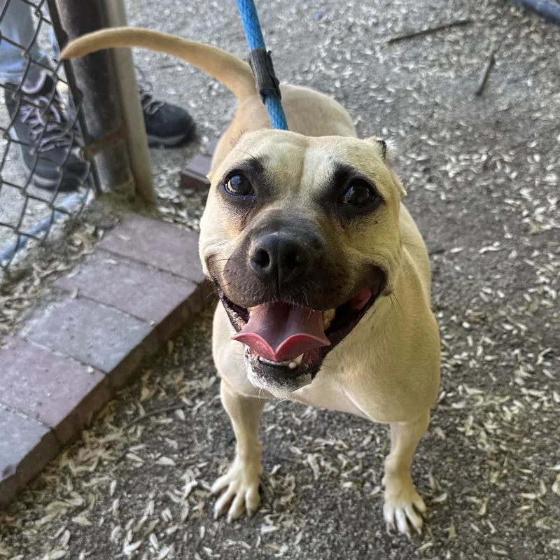 An adult medium-sized female Pit Bull Terrier dog named Honey Bun for adoption in Philadelphia, PA