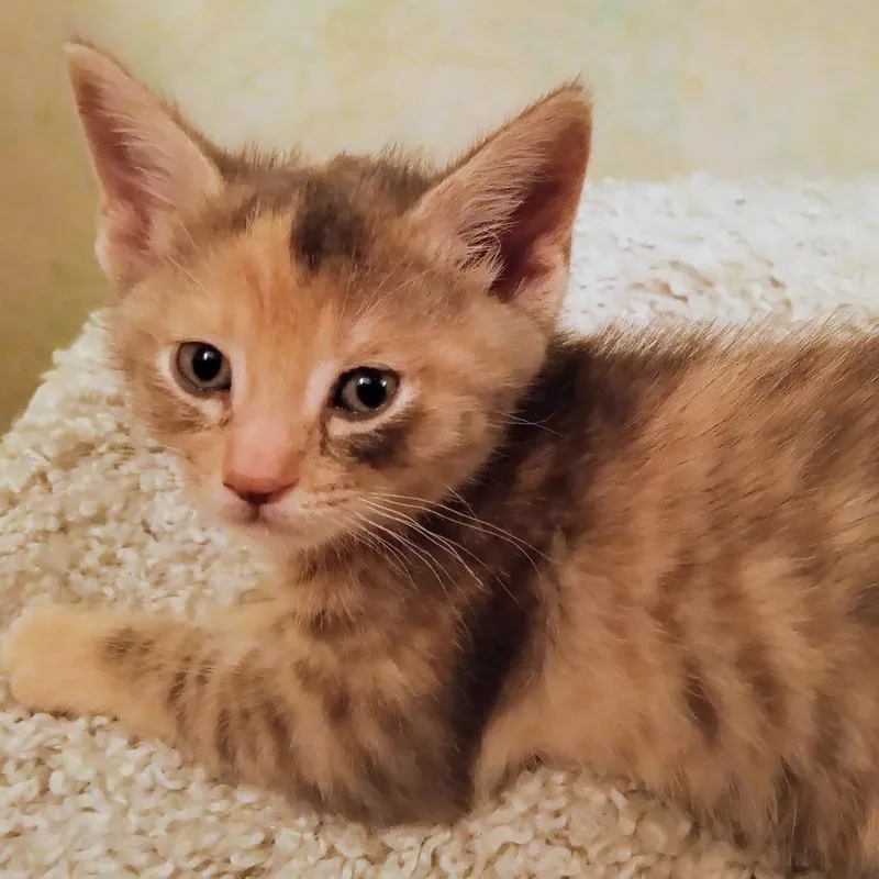 A baby small-sized female Torbie Domestic Short Hair cat named Wren for adoption in Waukesha, WI