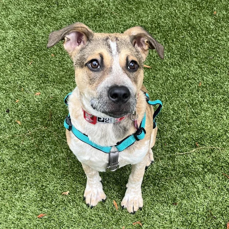 A baby medium-sized female Mixed Breed dog named Sadie for adoption in Eastsound, WA