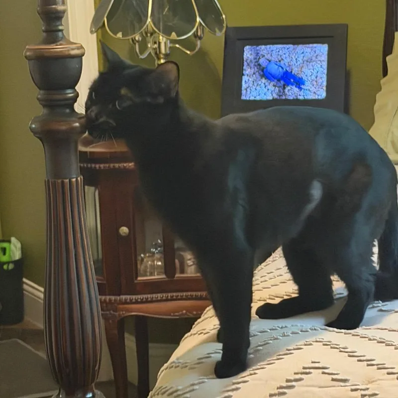An adult medium-sized female Black Domestic Short Hair cat named Nami for adoption in Flower Mound, TX