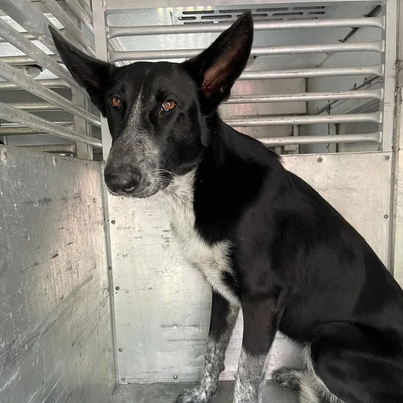 An adult medium-sized female Black Shepherd dog named Lightning for adoption in Edinburg, TX