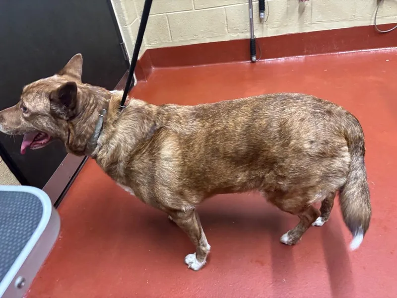 An adult large-sized female Shepherd dog named Leanne for adoption in Douglasville, GA