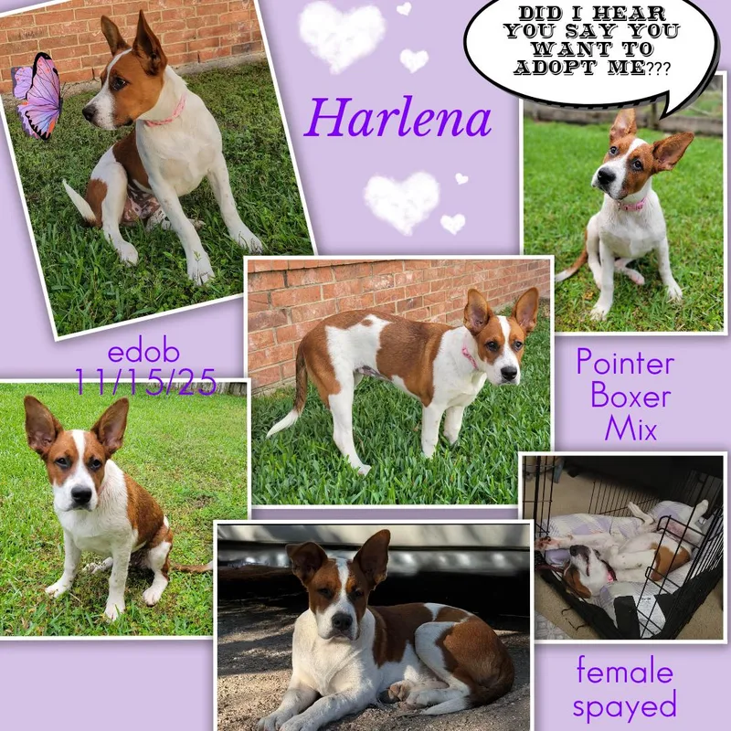 A baby medium-sized female White / Cream Pointer dog named Harlena Blt for adoption in Missouri City, TX