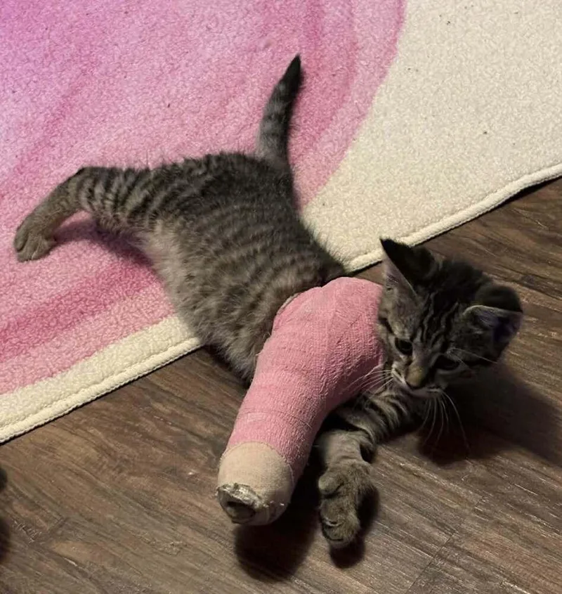 A baby small-sized female Domestic Short Hair cat named Mittens for adoption in Grand Rapids, MI