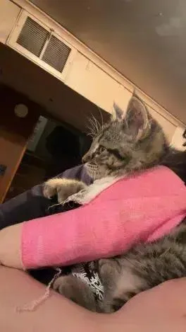 Mittens thumbnail 2