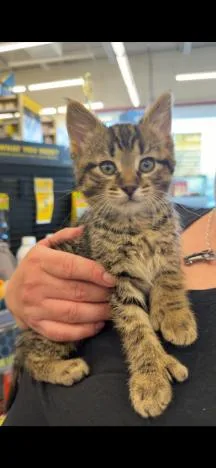 Mittens thumbnail 3