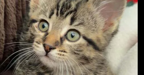 Mittens thumbnail 5