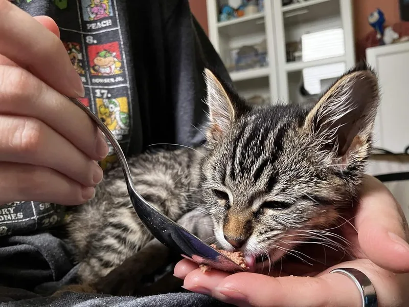 Mittens thumbnail 6