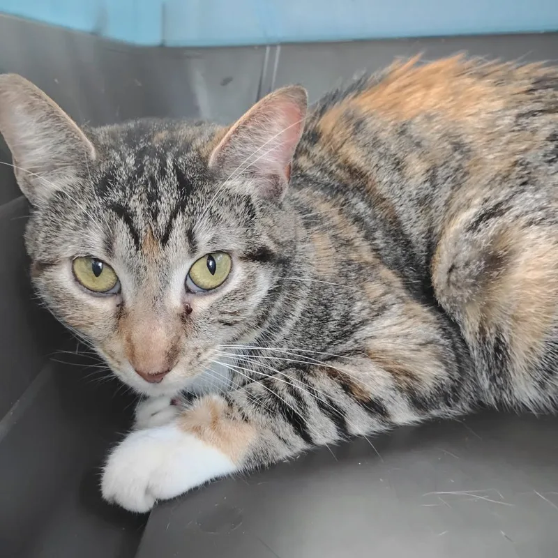 An adult small-sized female Calico Domestic Short Hair cat named Hey Jude for adoption in Los Angeles, CA