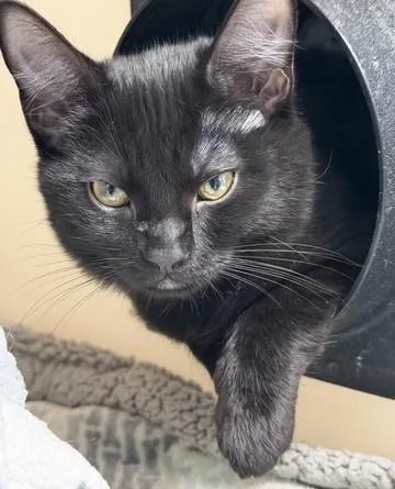A baby small-sized female Domestic Short Hair cat named Zoya for adoption in Hollister, CA