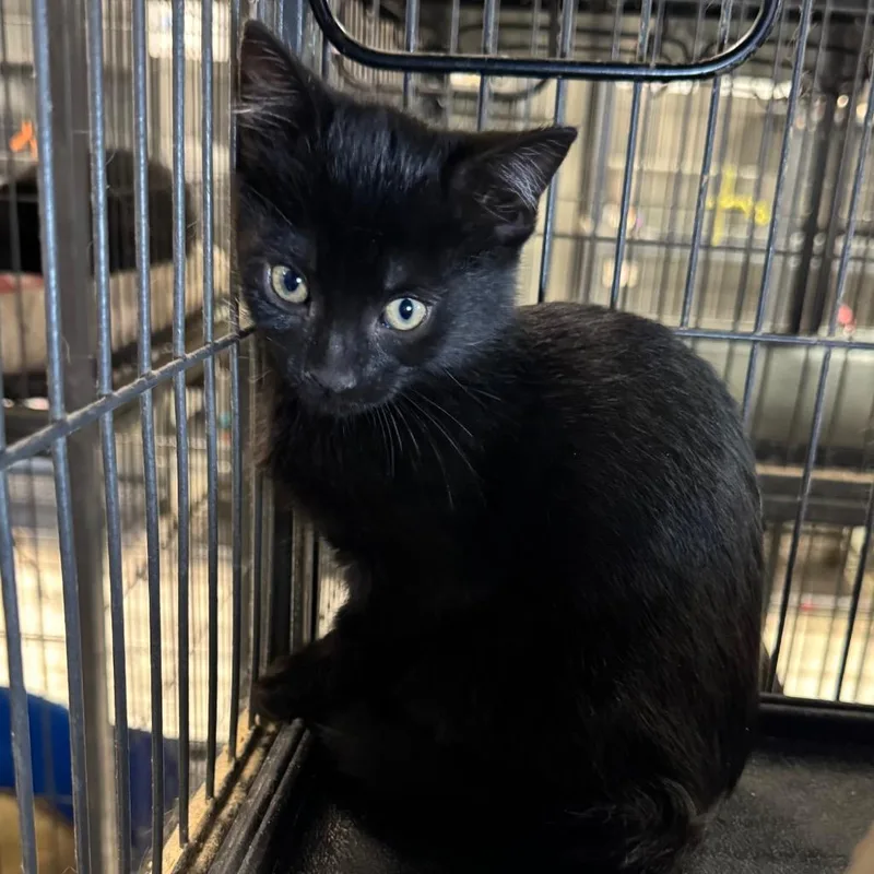 A baby medium-sized male Domestic Short Hair cat named Mercury for adoption in Saginaw, MI