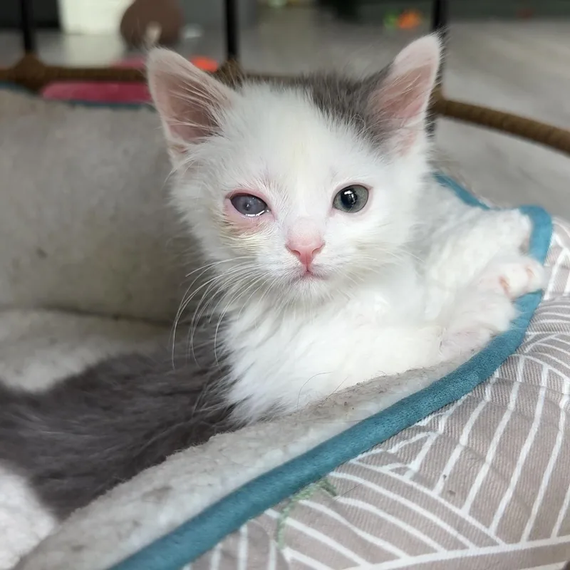 A baby small-sized male White Domestic Short Hair cat named Davy Jones for adoption in Charlotte, NC