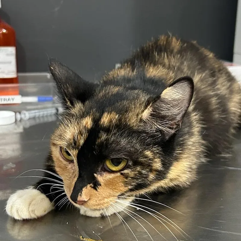 An adult medium-sized female Calico American Shorthair cat named Ta Ra for adoption in Livingston, TX