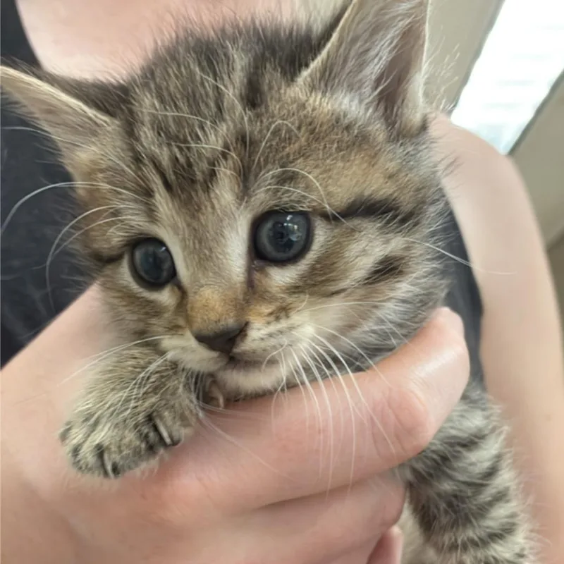 A baby small-sized female Brown / Chocolate Domestic Short Hair cat named Saline Spray for adoption in Hattiesburg, MS