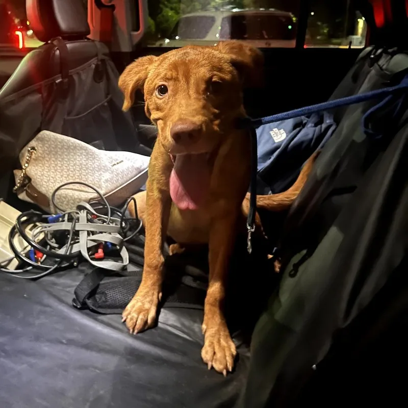 A young medium-sized male Red / Chestnut / Orange Labrador Retriever dog named Shallow for adoption in Bessemer, AL