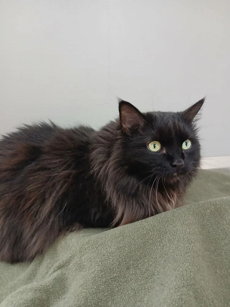 An adult large-sized female Black Domestic Long Hair cat named Chickadee for adoption in Dickson, TN