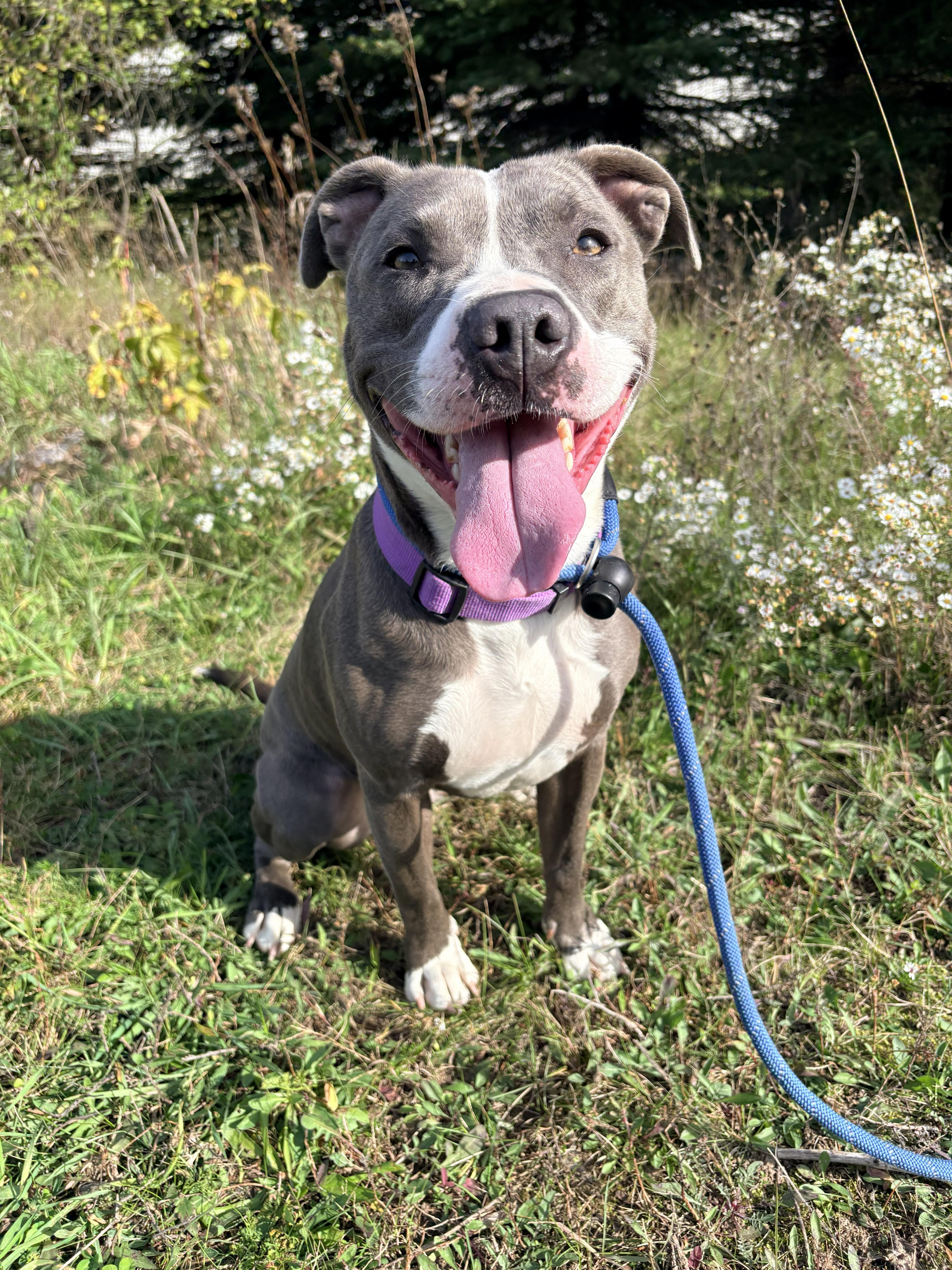 An adult medium-sized female Gray / Blue / Silver Pit Bull Terrier dog named Tierra for adoption in Allegan, MI