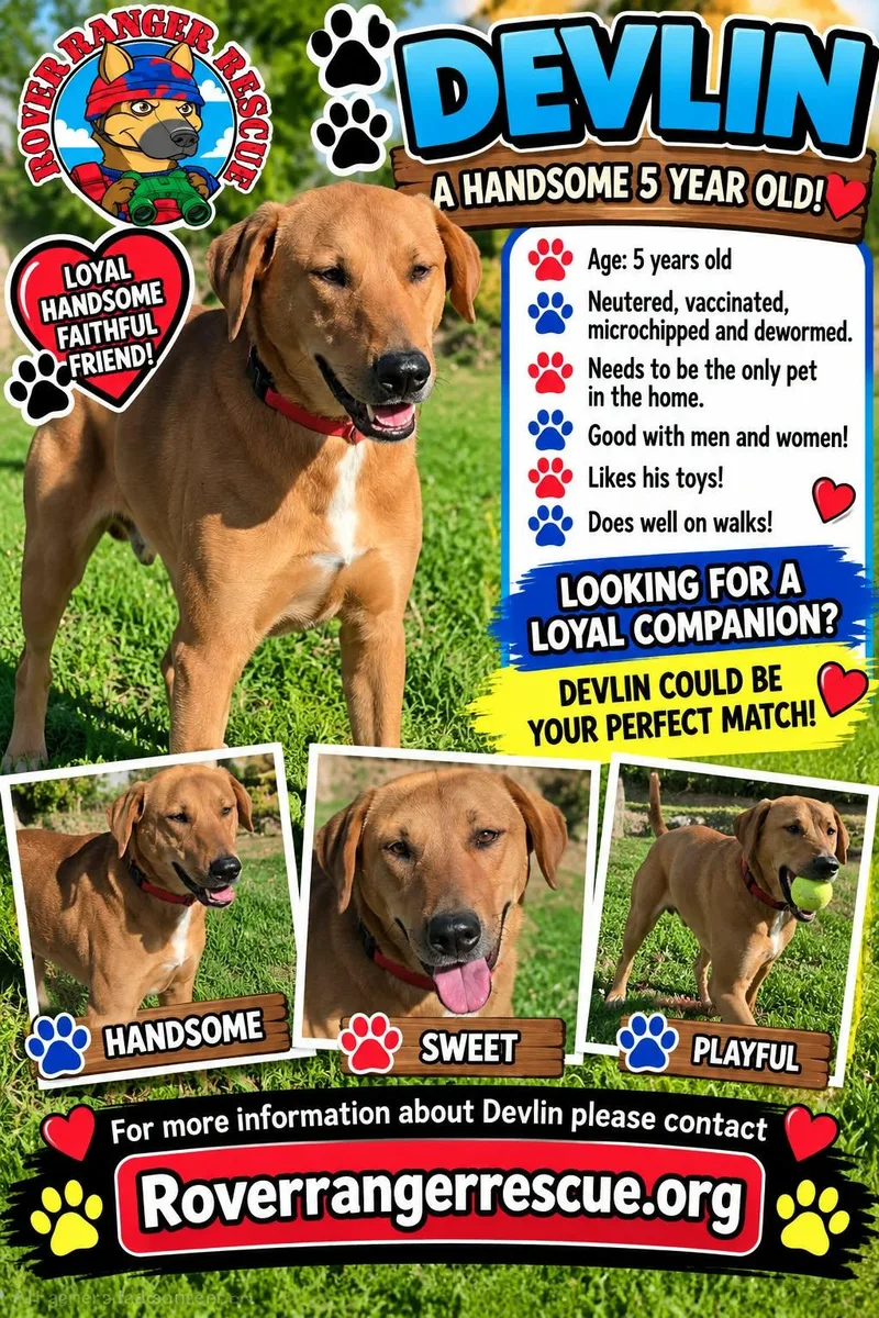 An adult medium-sized male Apricot / Beige German Shepherd Dog named Devlin for adoption in Wrightwood, CA