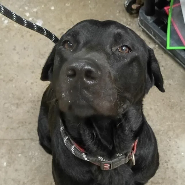 A young large-sized male Black Labrador Retriever dog named Bowzer for adoption in Palestine, TX