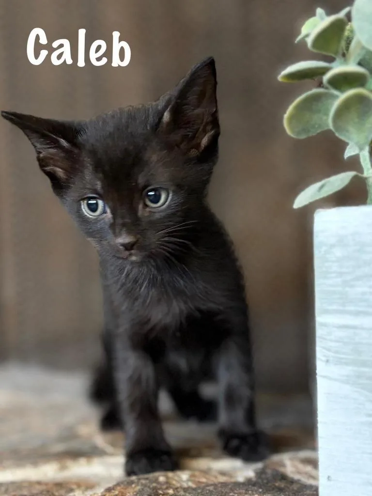 A baby small-sized male Domestic Short Hair cat named Caleb for adoption in Sebastian, FL