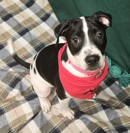 A baby medium-sized female Black Mixed Breed dog named Star for adoption in Hamilton, OH