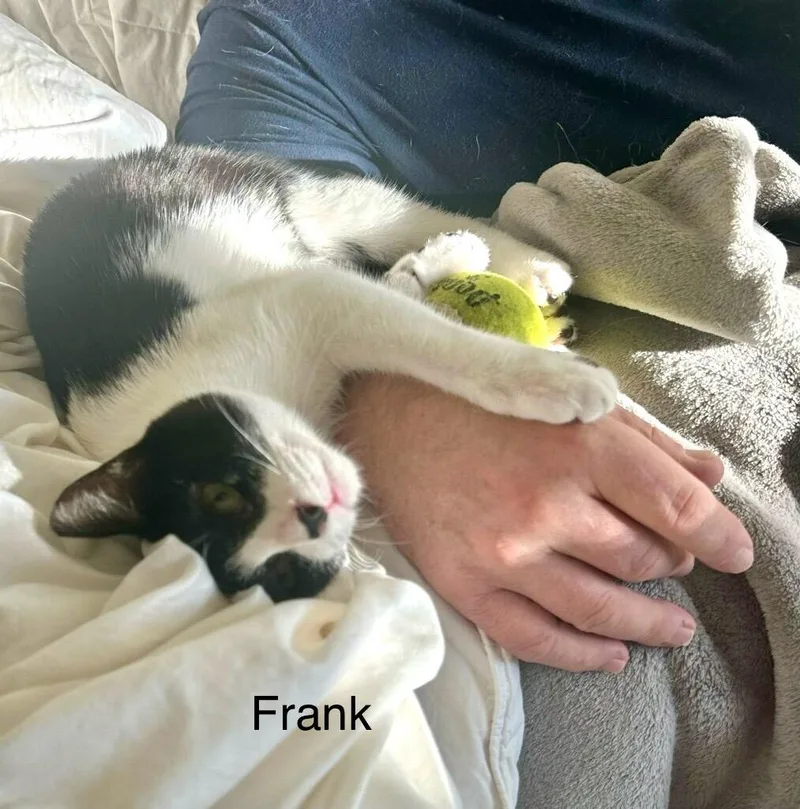 Frank thumbnail 3
