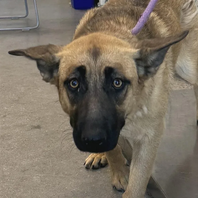 A young large-sized female Yellow / Tan / Blond / Fawn Mixed Breed dog named Cinnamon for adoption in Las Cruces, NM