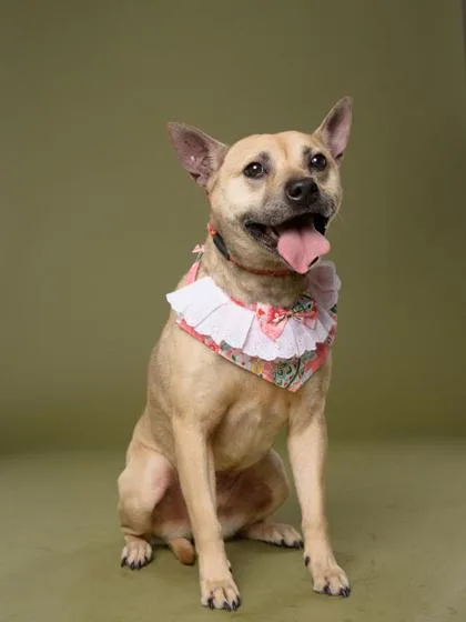 An adult large-sized female Mixed Breed dog named Harley for adoption in Atlanta, GA