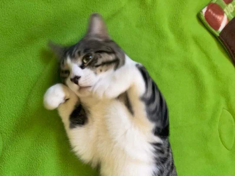 A young medium-sized male Tabby (Buff / Tan / Fawn) Tabby cat named Caspian for adoption in North Billerica, MA