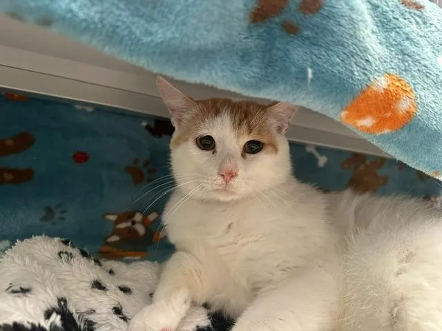An adult medium-sized male Domestic Short Hair cat named Chili Cheese Dog for adoption in Raleigh, NC