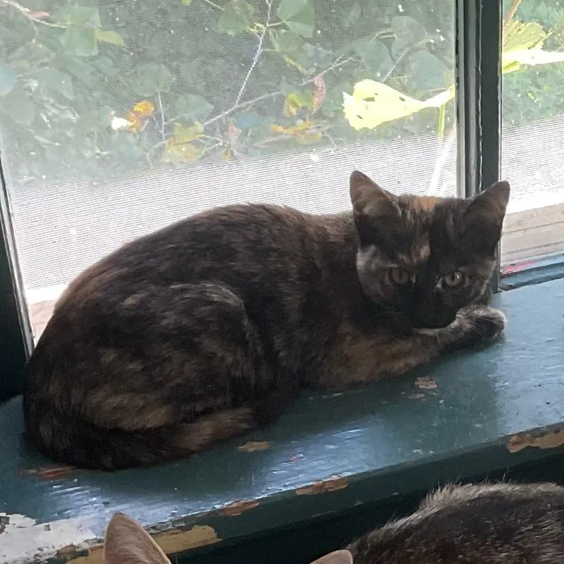 A baby medium-sized female Domestic Short Hair cat named Darling for adoption in Sauk City, WI