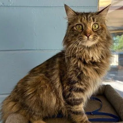 A young small-sized female Domestic Long Hair cat named Gracie for adoption in Danbury, CT