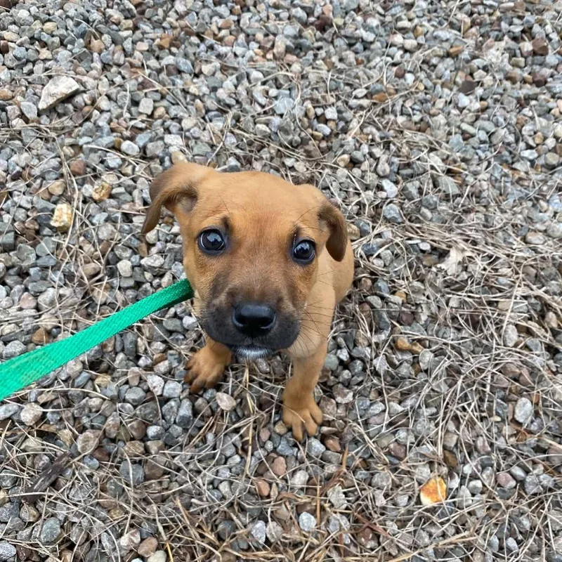 A baby small-sized female Red / Chestnut / Orange Mountain Cur dog named Charlotte for adoption in Stilwell, OK