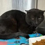An adult large-sized male Black Domestic Short Hair cat named Mr. Bing for adoption in Lansing, MI