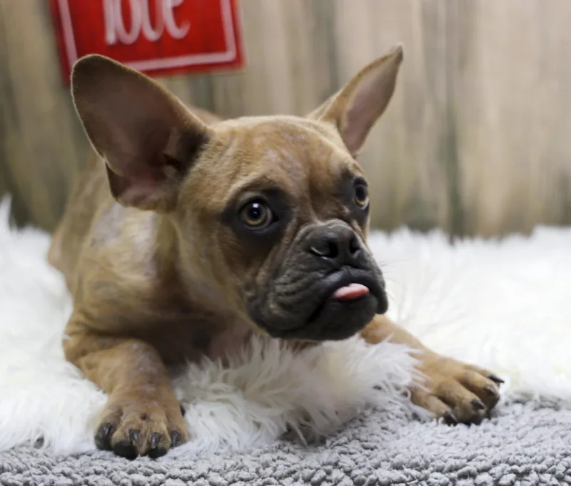 A young small-sized male Yellow / Tan / Blond / Fawn French Bulldog dog named Saint for adoption in Casa Grande, AZ