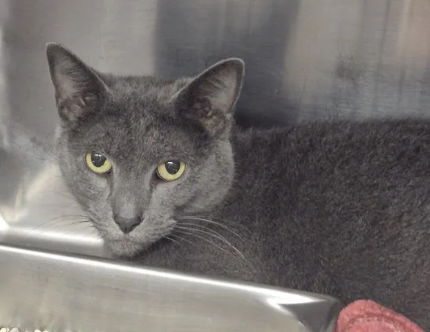 An adult medium-sized female Domestic Short Hair cat named Diamond for adoption in Decatur, IL