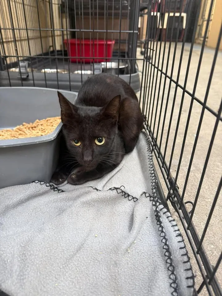 A young medium-sized male Domestic Short Hair cat named Binx for adoption in Shelbyville, TN