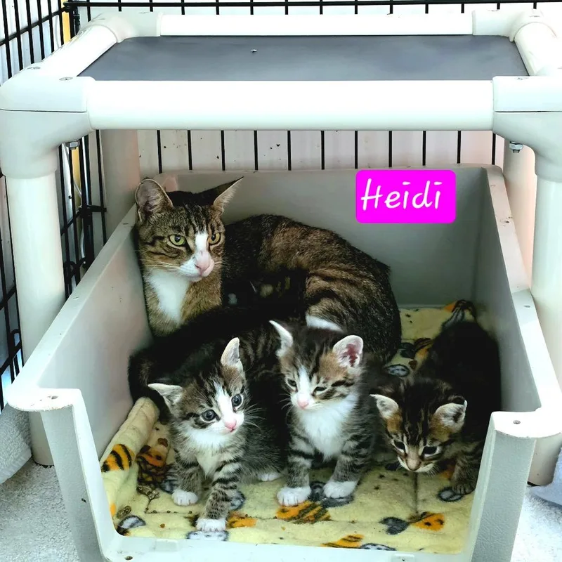An adult small-sized female Brown / Chocolate Domestic Short Hair cat named Heidi for adoption in Jessup, MD